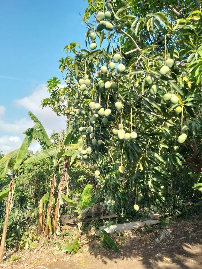 Mango Walk Homestay 蒙特哥贝 0*,